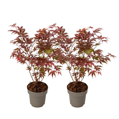 Arce Japonés - 2 Piezas - Acer Palmatum Atropurpureum - Altura 35-55cm - ⌀15cm_0