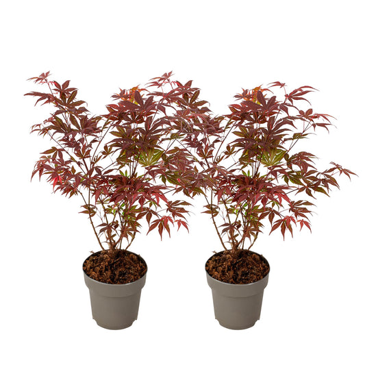 Arce Japonés - 2 Piezas - Acer Palmatum Atropurpureum - Altura 35-55cm - ⌀15cm_0