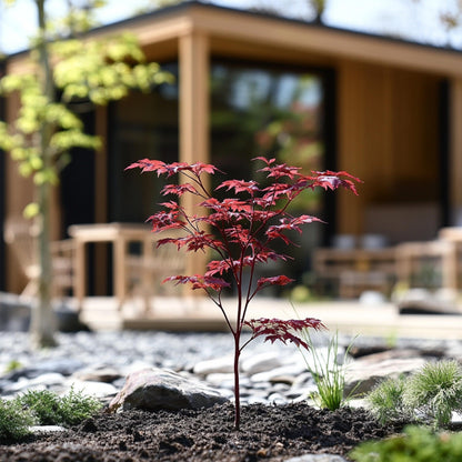 Arce Japonés - 2 Piezas - Acer Palmatum Atropurpureum - Altura 35-55cm - ⌀15cm_1