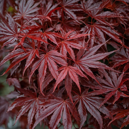 Arce Japonés - 2 Piezas - Acer Palmatum Atropurpureum - Altura 35-55cm - ⌀15cm_3