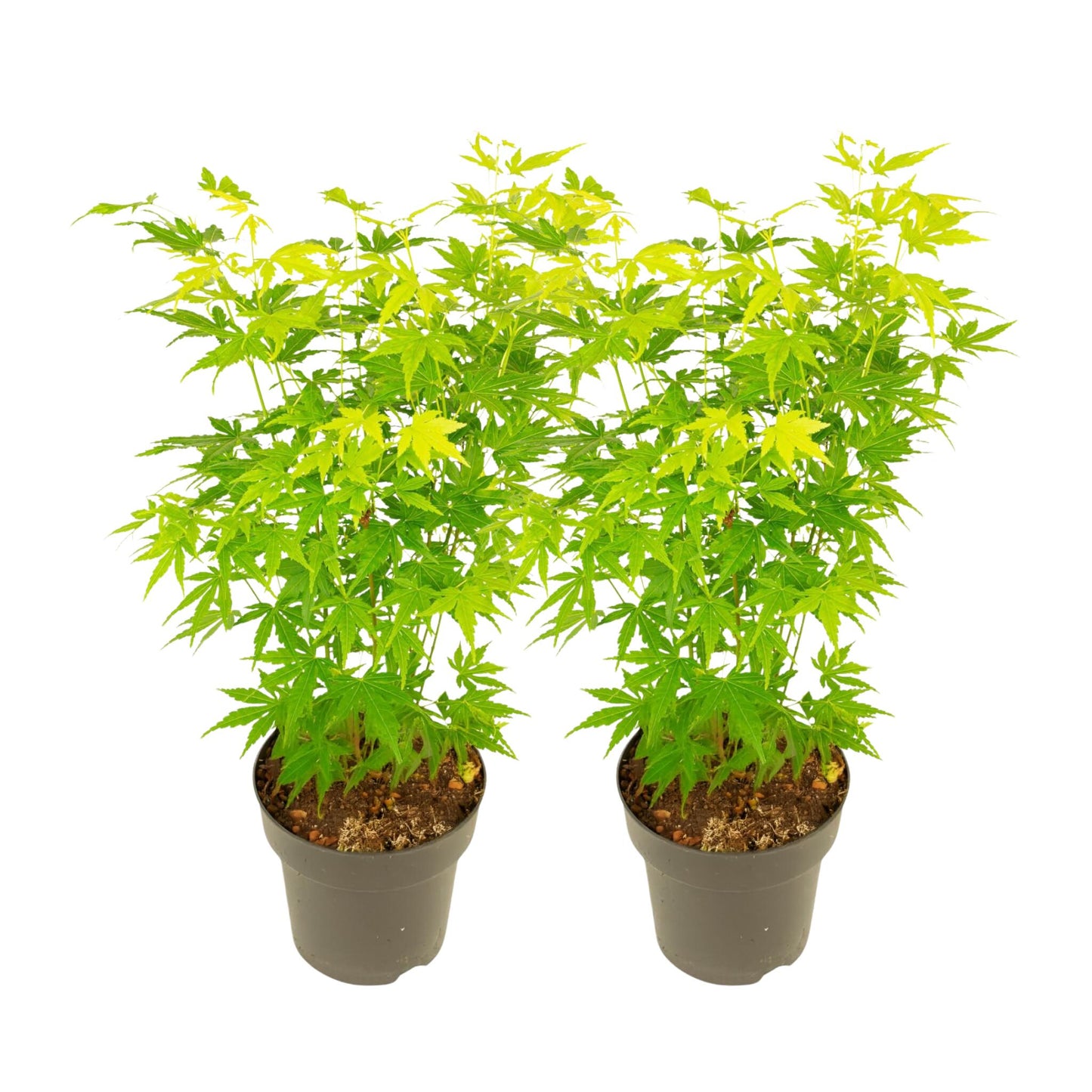 Arce Japonés - 2 Piezas - Acer Palmatum 'going Green' - Altura 35-55cm - ⌀15cm_0