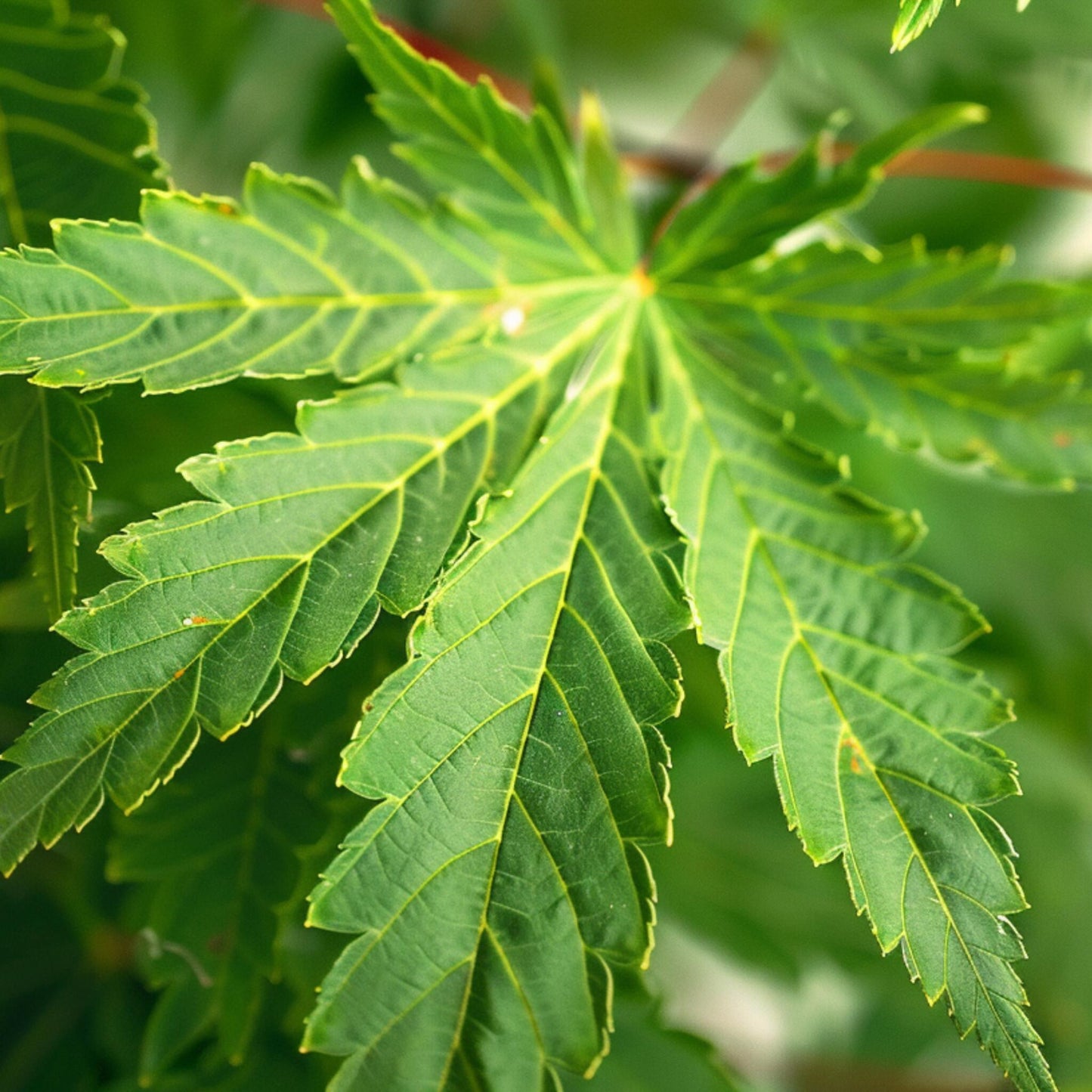 Arce Japonés - 2 Piezas - Acer Palmatum 'going Green' - Altura 35-55cm - ⌀15cm_3