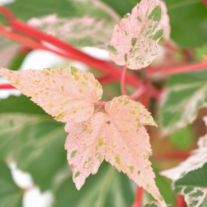 Arce Japonés - 2 Pzs - Acer Conspicuum 'red Flamingo' - Altura 50-60cm - ⌀19cm_3