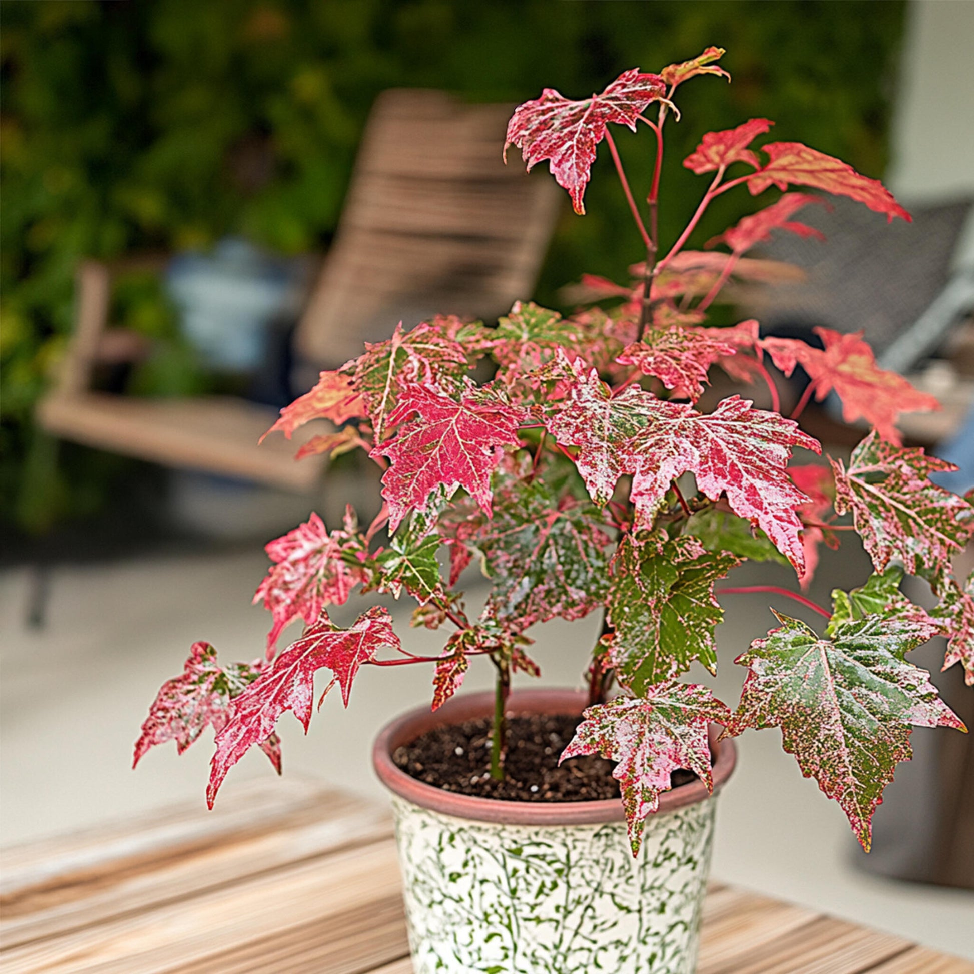 Arce Japonés - 2 Pzs - Acer Conspicuum 'red Flamingo' - Altura 50-60cm - ⌀19cm_4