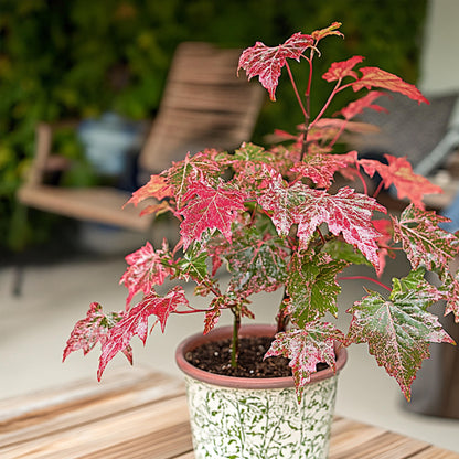 Arce Japonés - 2 Pzs - Acer Conspicuum 'red Flamingo' - Altura 50-60cm - ⌀19cm_4