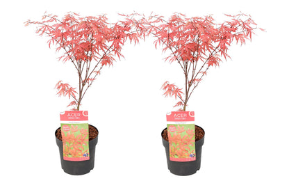 Arce Japonés - 2 Pzs - Acer Palmatum 'amagi-shigure' - Altura 30-40cm - ⌀13cm_0