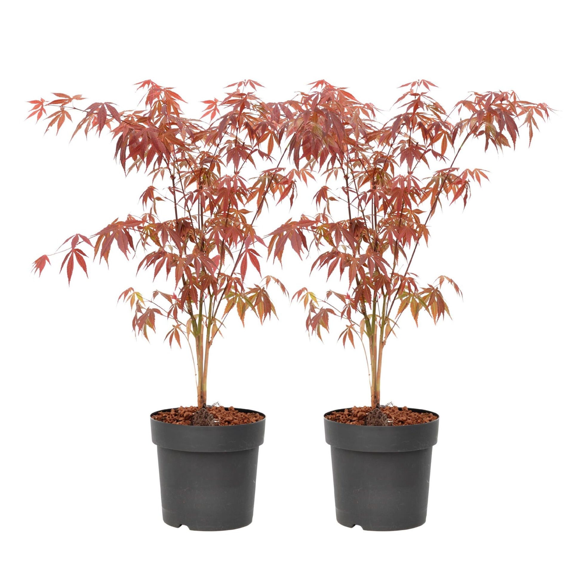 Arce Japonés - 2 Pzs - Acer Palmatum 'atropurpureum' - Altura 60-70cm - ⌀19cm_0