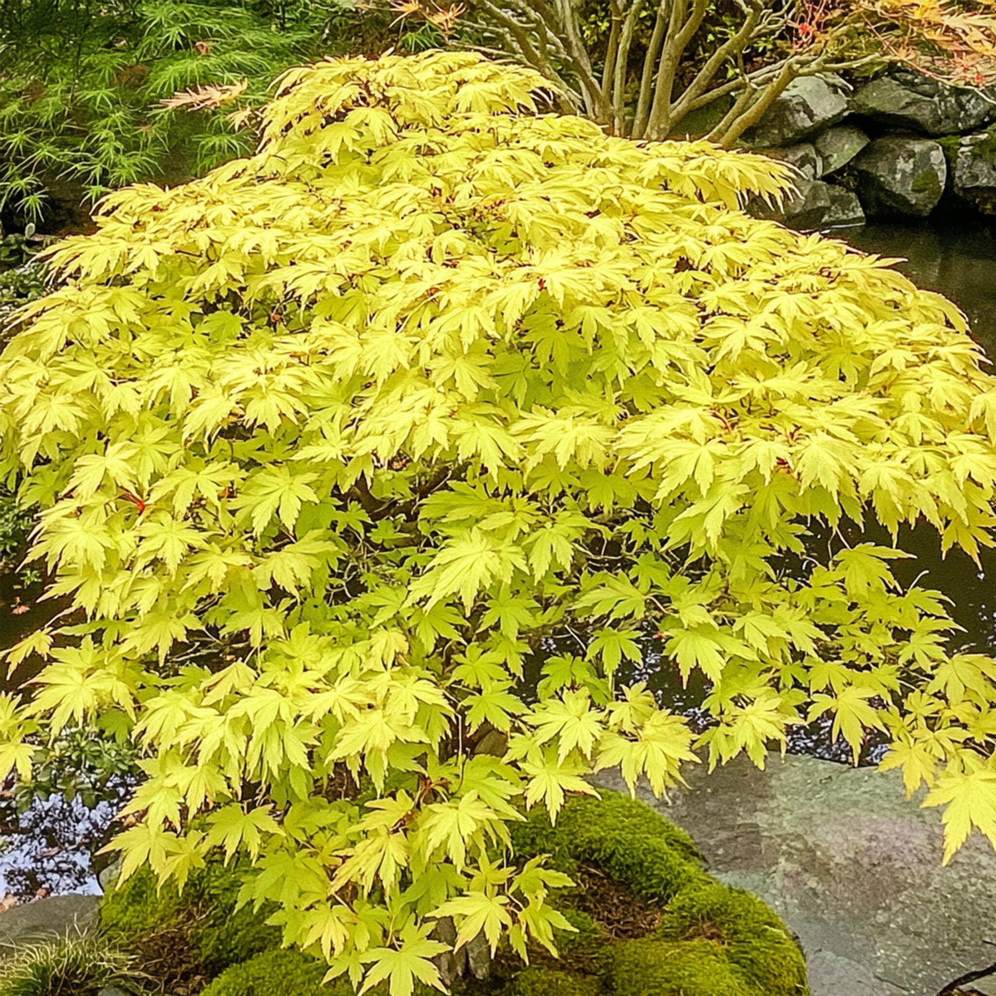 Arce Japonés - 2 Pzs - Acer Palmatum 'cascade Gold' - Altura 80-90cm - ⌀19cm_1