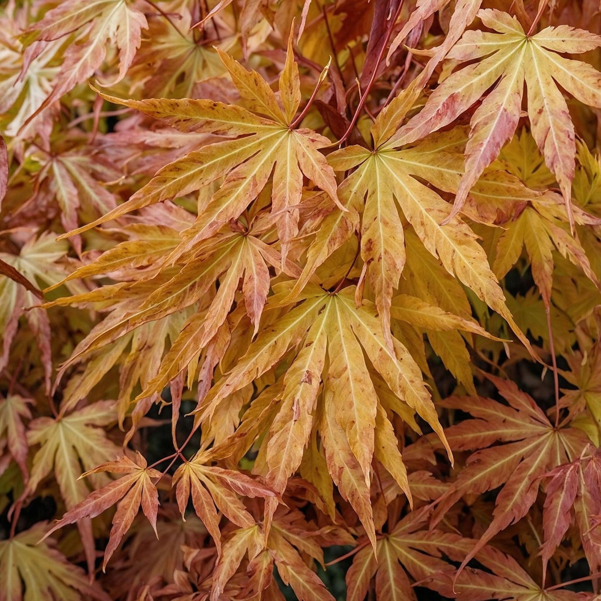 Arce Japonés - 2 Pzs - Acer Palmatum 'cascade Gold' - Altura 80-90cm - ⌀19cm_3