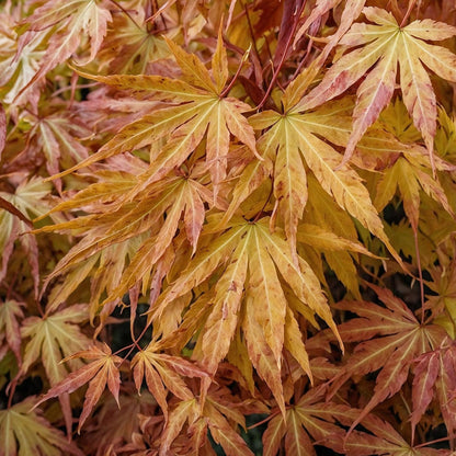 Arce Japonés - 2 Pzs - Acer Palmatum 'cascade Gold' - Altura 80-90cm - ⌀19cm_3