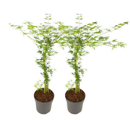Arce Japonés - 2 Pzs - Acer Palmatum 'emerald Lace' - Altura 60-70cm - ⌀19cm_0