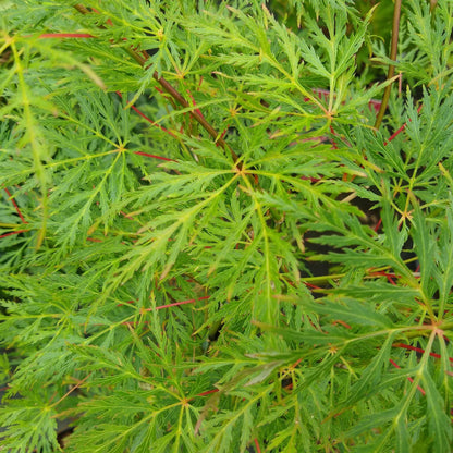 Arce Japonés - 2 Pzs - Acer Palmatum 'emerald Lace' - Altura 60-70cm - ⌀19cm_1