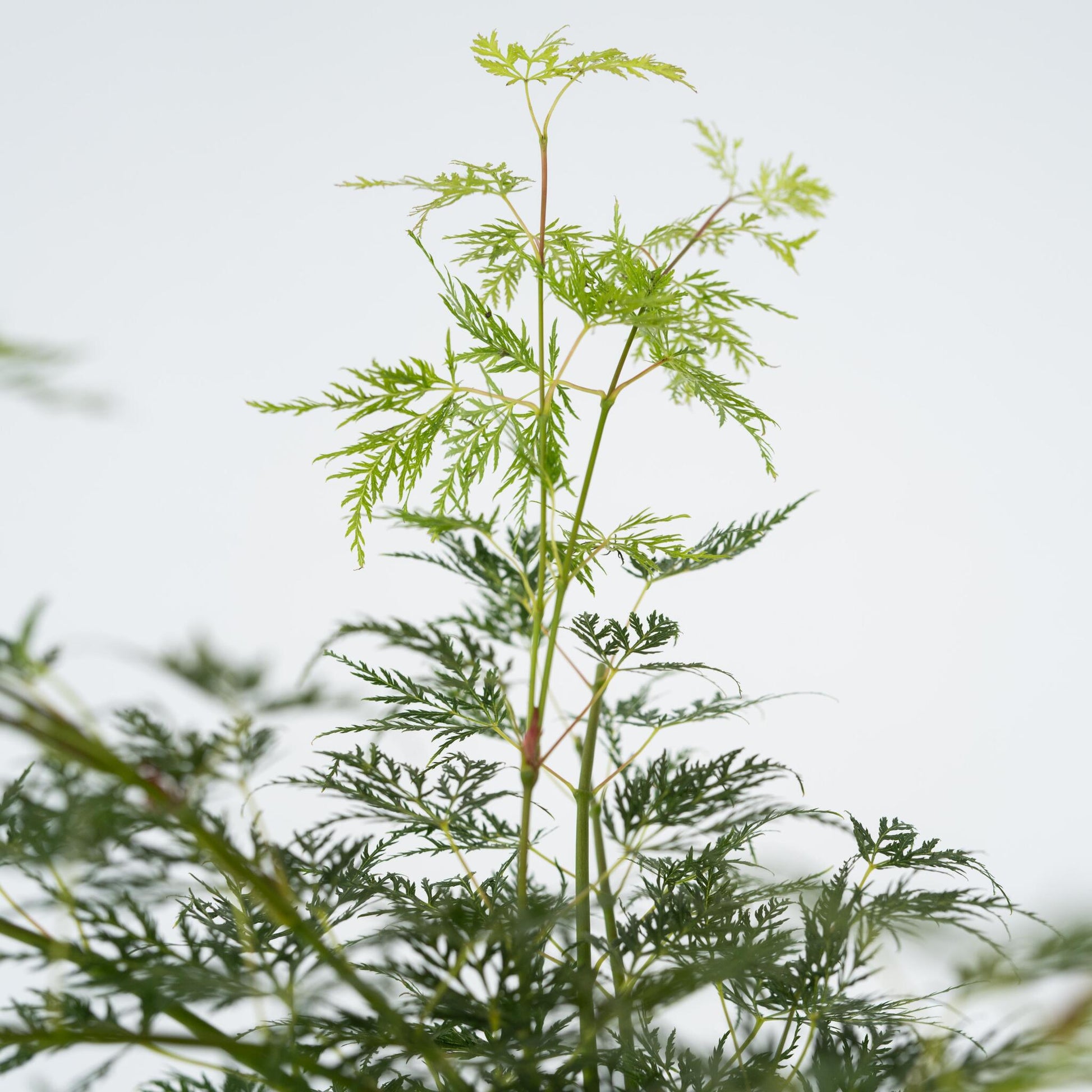 Arce Japonés - 2 Pzs - Acer Palmatum 'emerald Lace' - Altura 60-70cm - ⌀19cm_3