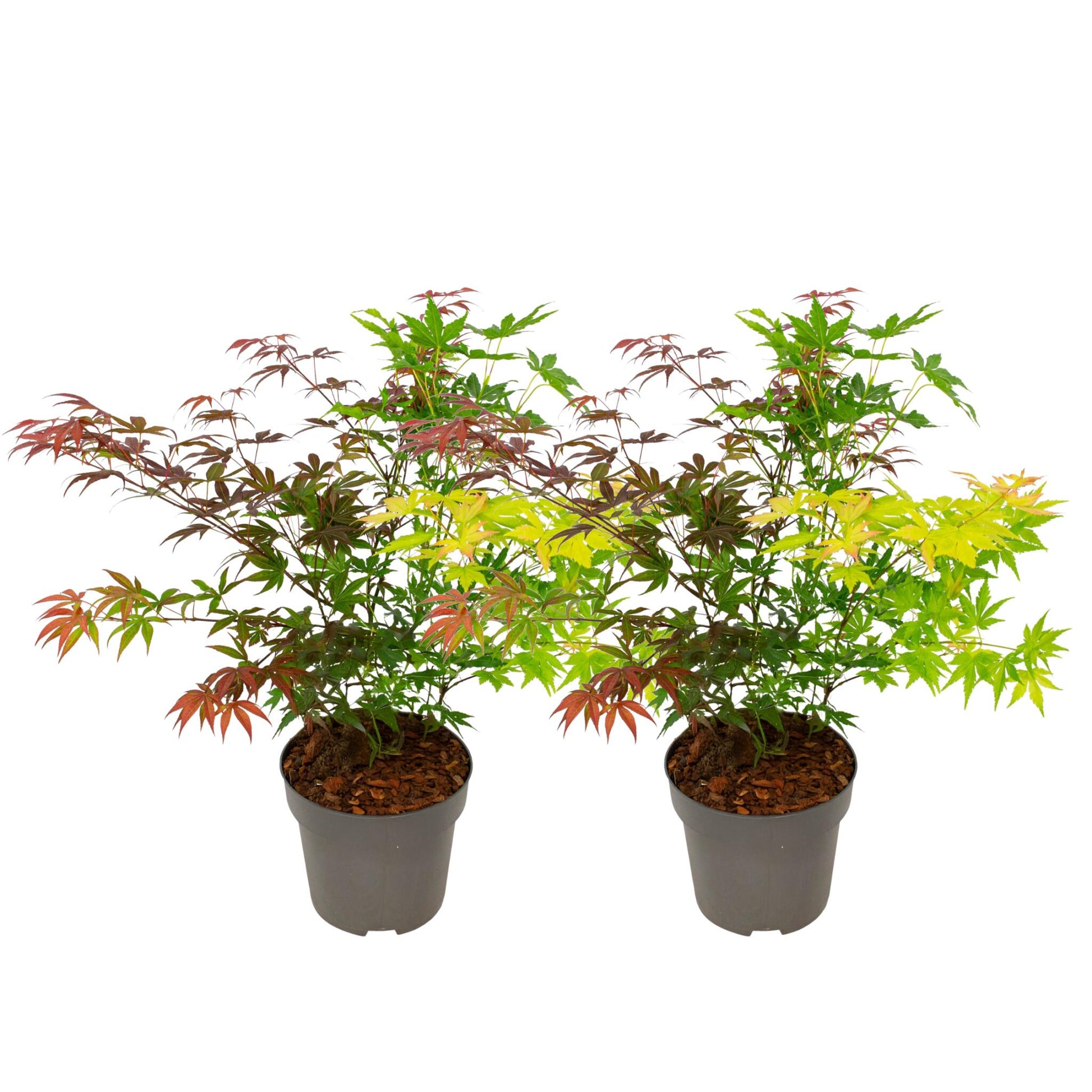 Arce Japonés - 2 Pzs - Acer Palmatum 'festival' - Altura 60-70cm - ⌀19cm_0