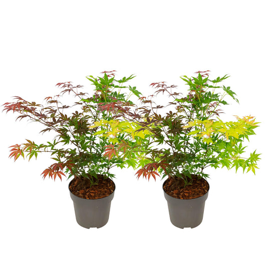 Arce Japonés - 2 Pzs - Acer Palmatum 'festival' - Altura 60-70cm - ⌀19cm_0
