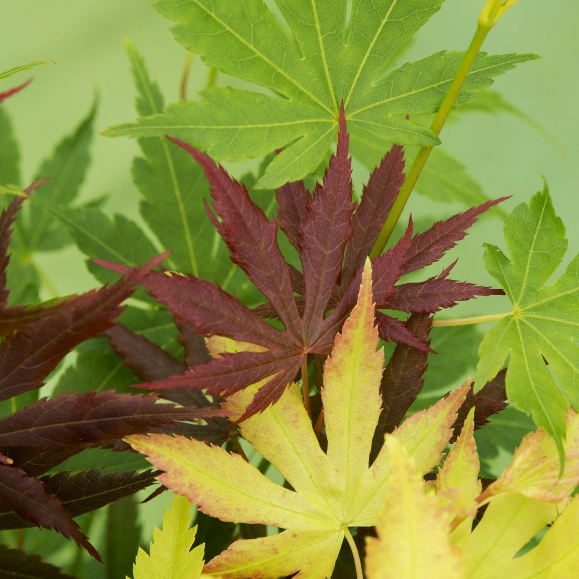 Arce Japonés - 2 Pzs - Acer Palmatum 'festival' - Altura 60-70cm - ⌀19cm_3