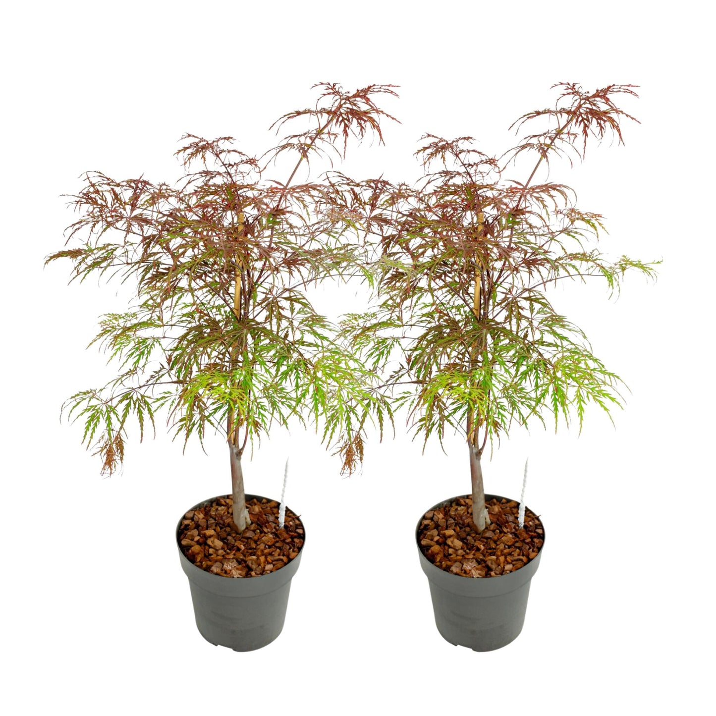 Arce Japonés - 2 Pzs - Acer Palmatum 'garnet' - Altura 60-70cm - ⌀19cm_0