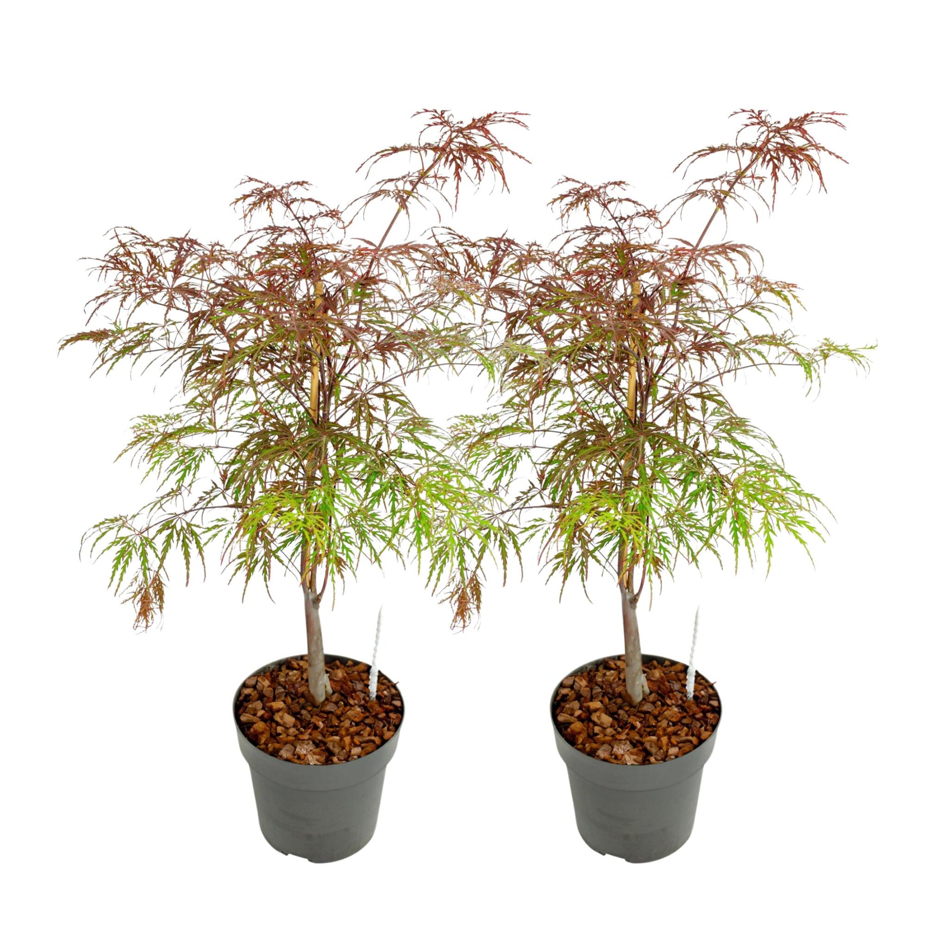 Arce Japonés - 2 Pzs - Acer Palmatum 'garnet' - Altura 60-70cm - ⌀19cm_0