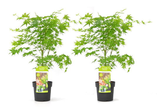 Arce Japonés - 2 Pzs - Acer Palmatum 'going Green' - Altura 50-60cm - ⌀19cm_0