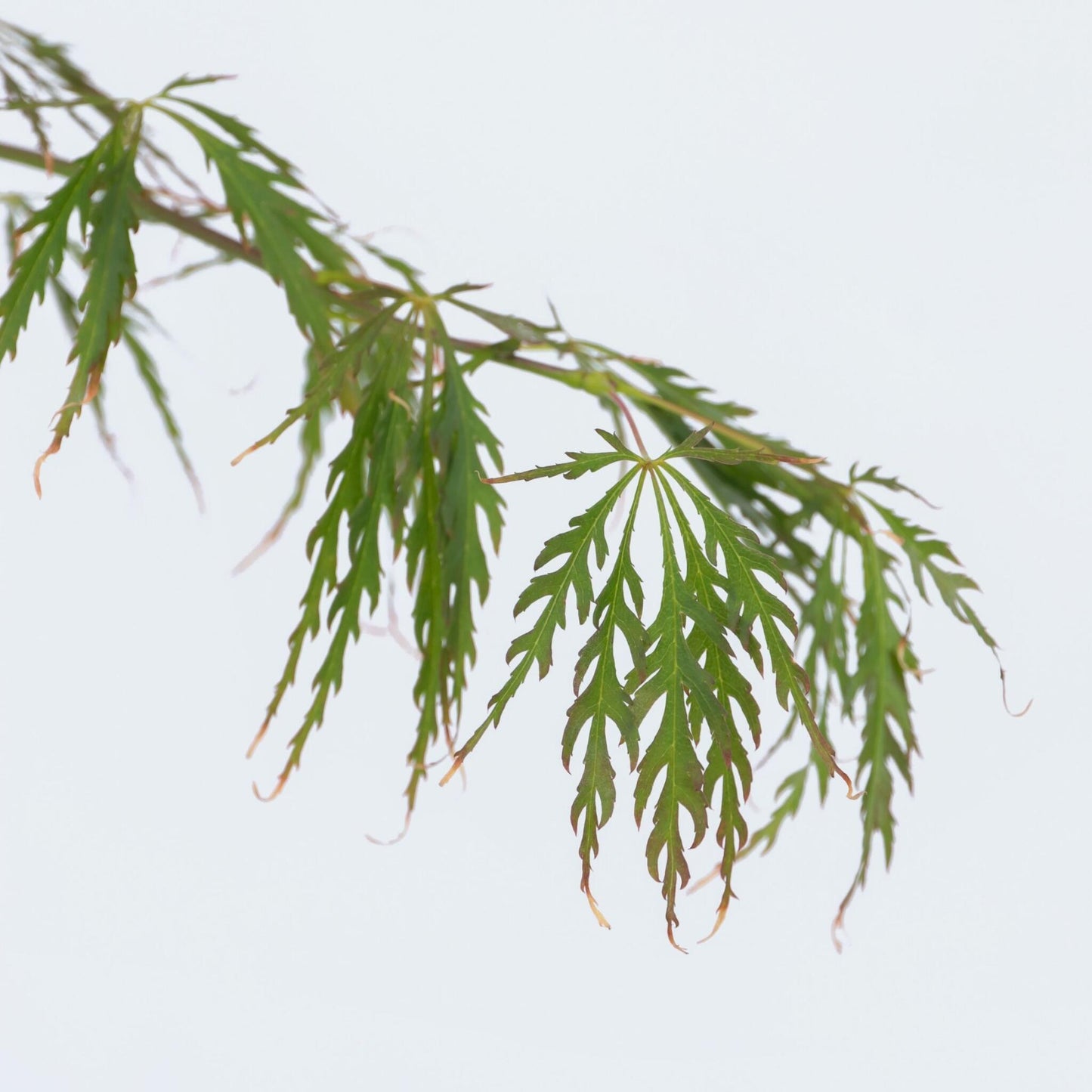 Arce Japonés - 2 Pzs - Acer Palmatum 'inaba-shidare' - Altura 30-40cm - ⌀13cm_3
