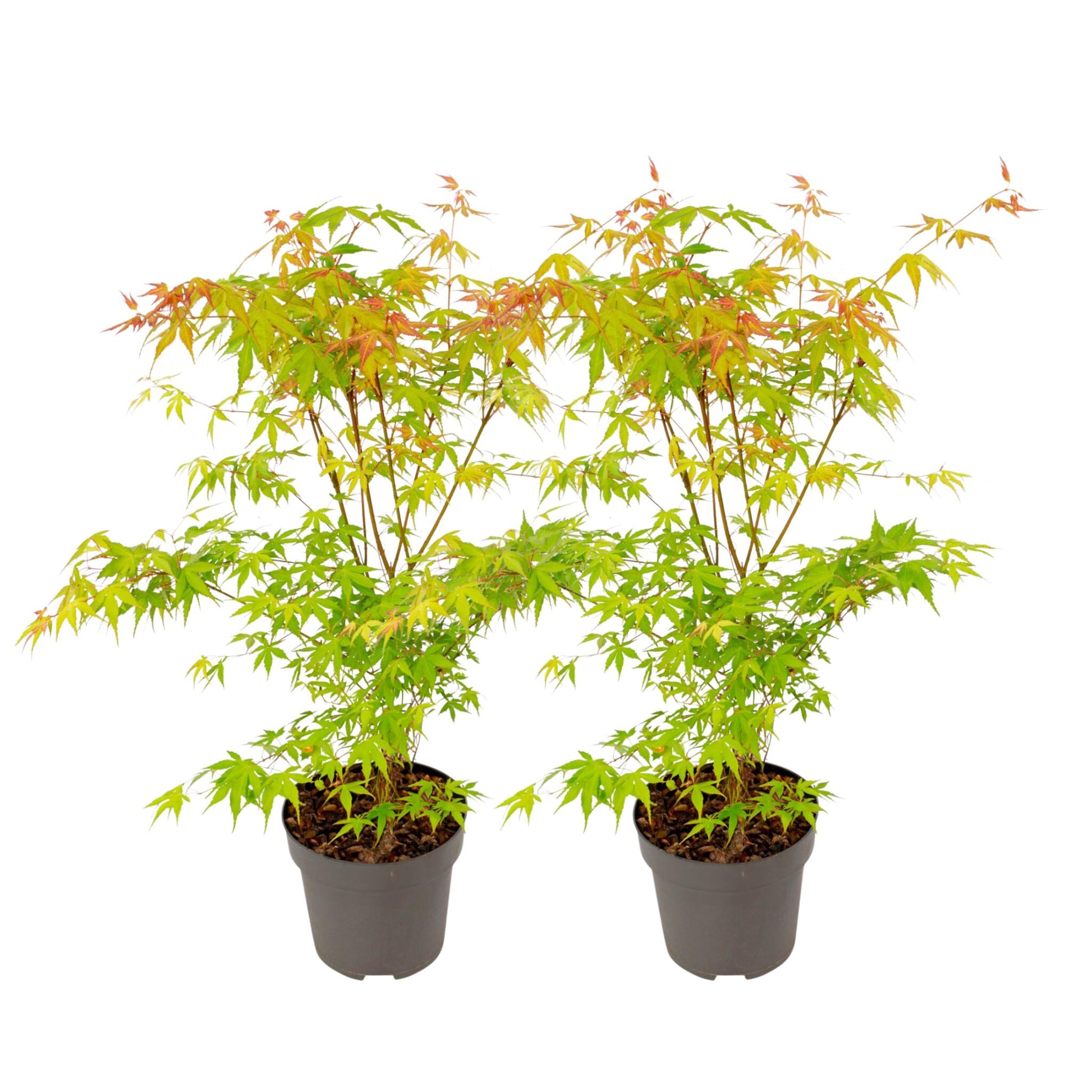 Arce Japonés - 2 Pzs - Acer Palmatum 'katsura' - Altura 60-70cm - ⌀19cm_0