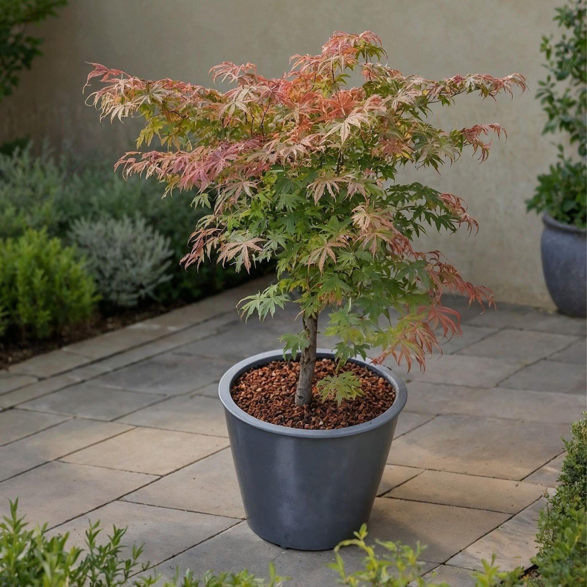 Arce Japonés - 2 Pzs - Acer Palmatum 'little Princess' - Altura 45-55cm - ⌀19cm_1