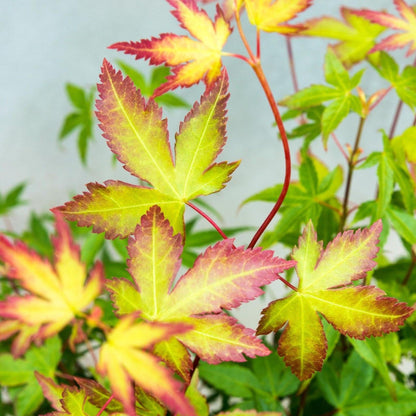 Arce Japonés - 2 Pzs - Acer Palmatum 'little Princess' - Altura 45-55cm - ⌀19cm_3