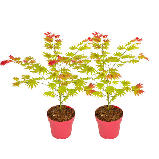 Arce Japonés - 2 Pzs - Acer Palmatum 'moonrise' - Altura 40-50cm - ⌀19cm_0
