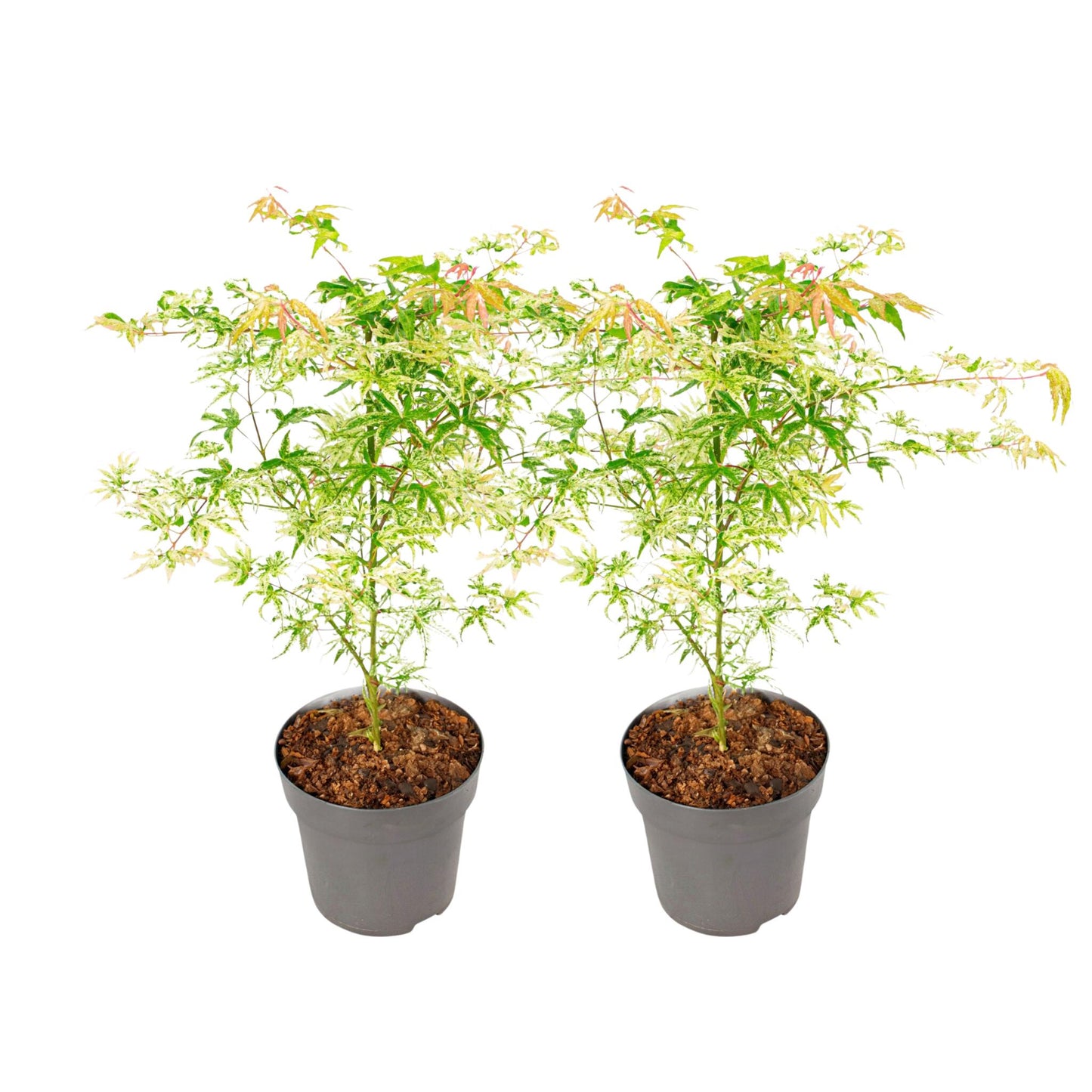 Arce Japonés - 2 Pzs - Acer Palmatum 'orange Dream' - Altura 60-70cm - ⌀19cm_0