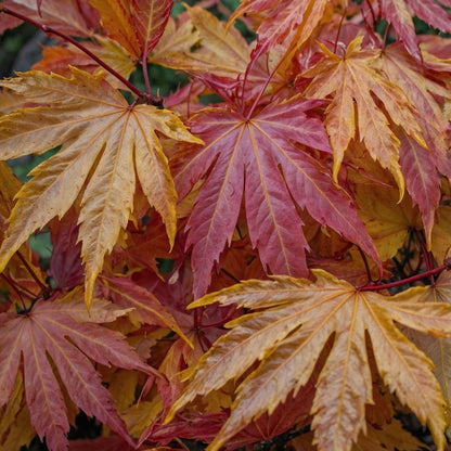 Arce Japonés - 2 Pzs - Acer Palmatum 'orange Dream' - Altura 60-70cm - ⌀19cm_1