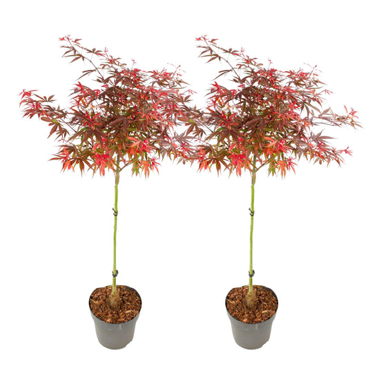 Arce Japonés - 2 Pzs - Acer Palmatum 'shaina' - Altura 80-90cm - ⌀19cm_0