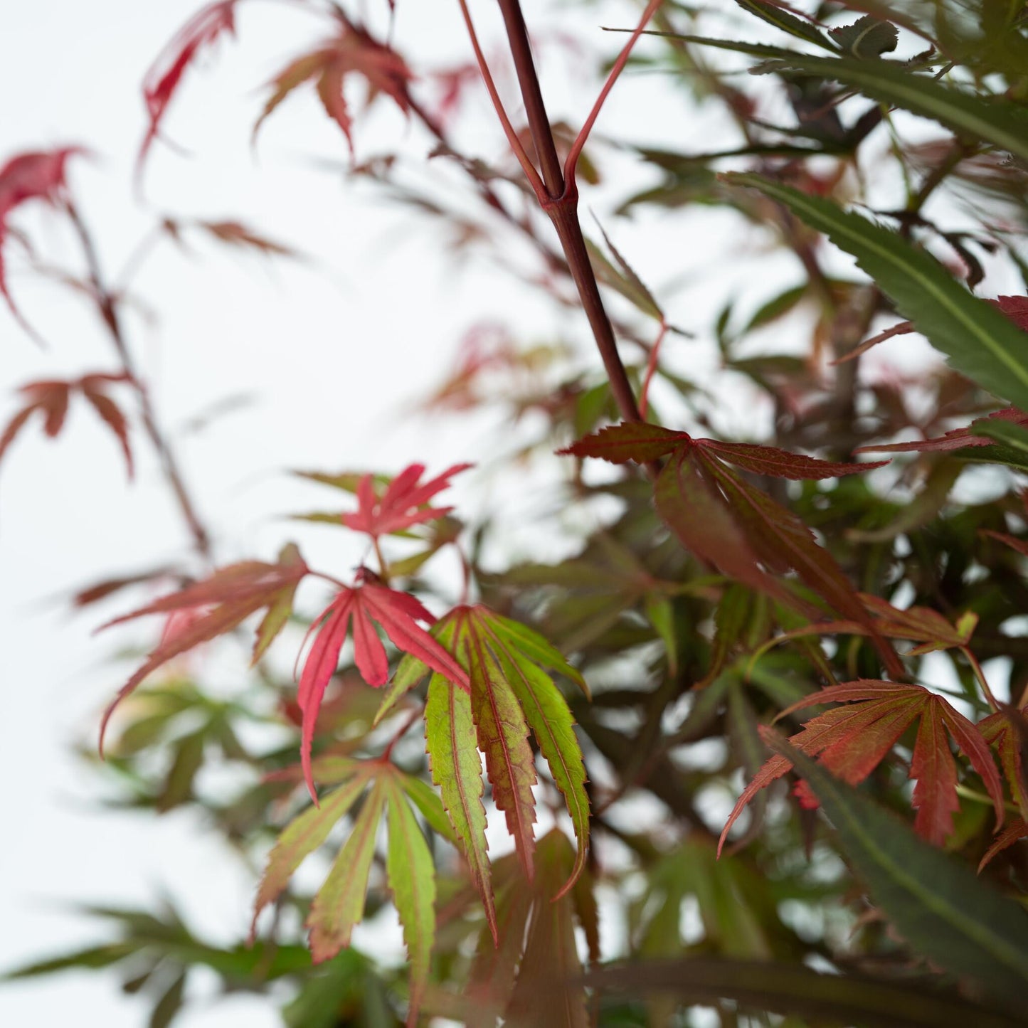 Arce Japonés - 2 Pzs - Acer Palmatum 'shaina' - Altura 80-90cm - ⌀19cm_3