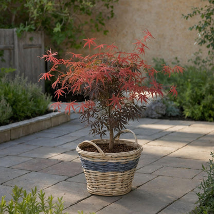 Arce Japonés - 2 Pzs - Acer Palmatum 'starfish' - Altura 60-70cm - ⌀19cm_4