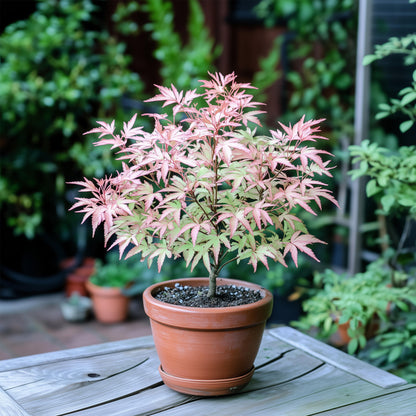Arce Japonés - 2 Pzs - Acer Palmatum 'taylor' - Altura 35-55cm - ⌀15cm_1