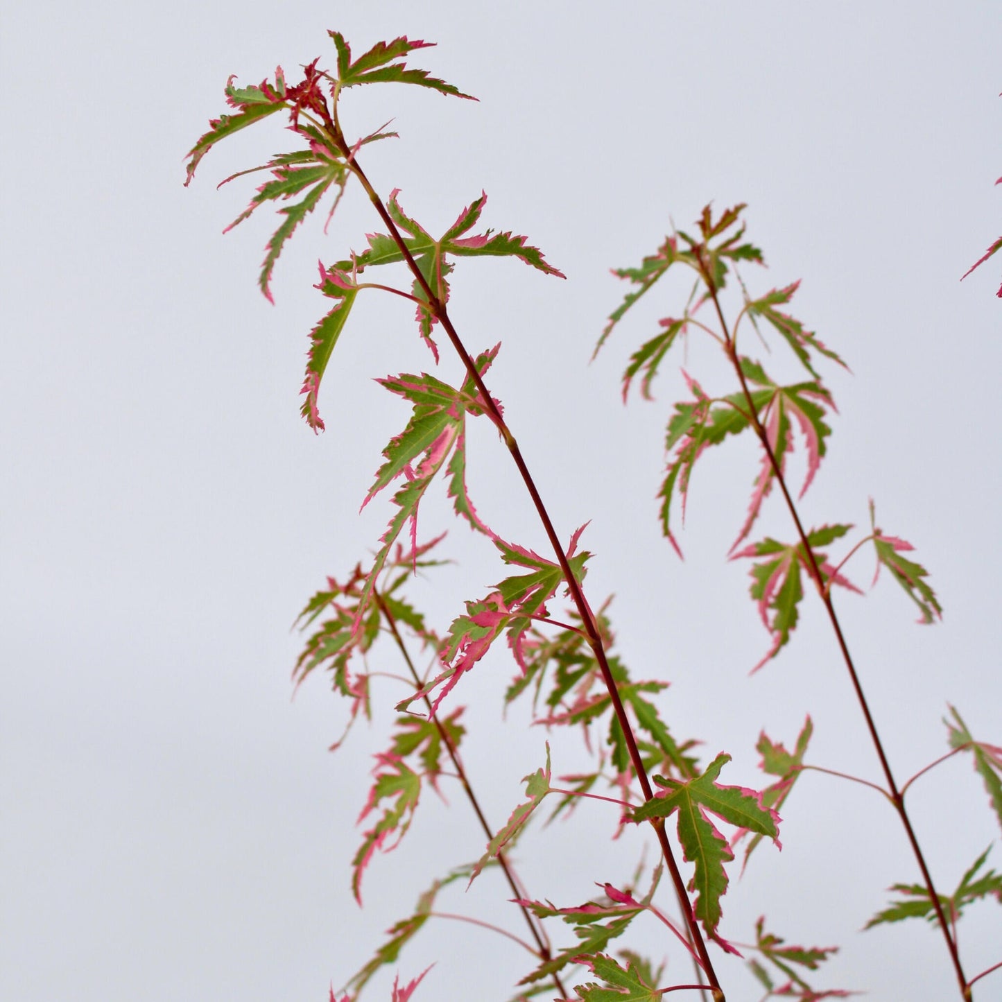 Arce Japonés - 2 Pzs - Acer Palmatum 'taylor' - Altura 35-55cm - ⌀15cm_3