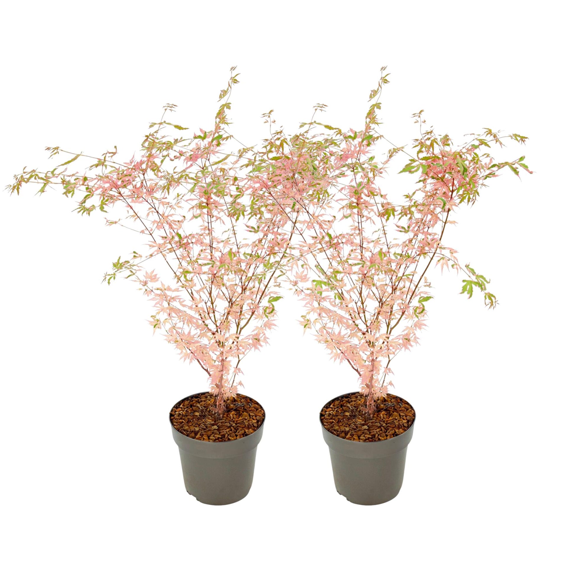 Arce Japonés - 2 Pzs - Acer Palmatum 'taylor' - Altura 50-60cm - ⌀19cm_0