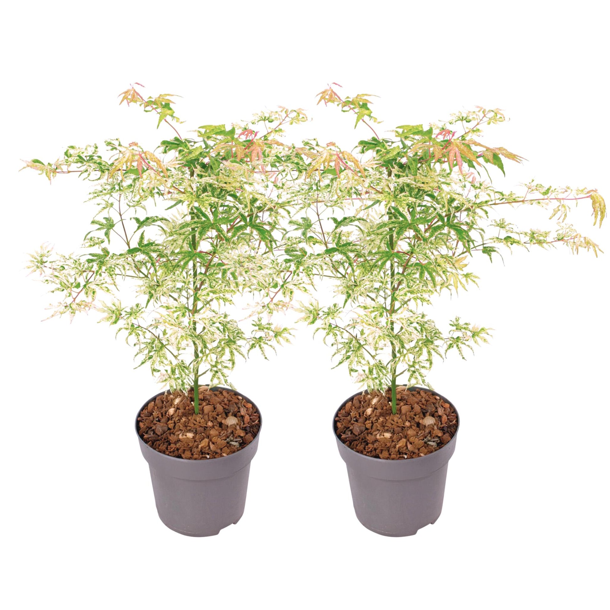 Arce Japonés - 2 Pzs - Acer Palmatum 'ukigumo' - Altura 50-60cm - ⌀19cm_0