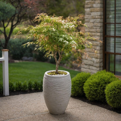 Arce Japonés - 2 Pzs - Acer Palmatum 'ukigumo' - Altura 50-60cm - ⌀19cm_4