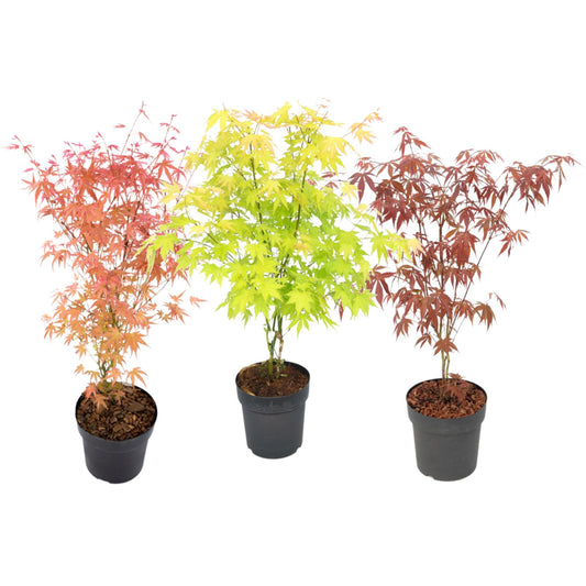 Arce Japonés - 3 Pzs - Acer Palmatum - Altura 60-70cm - ⌀19cm_0