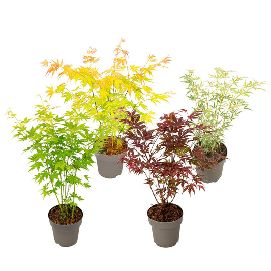 Arce Japonés - 4 Piezas - Acer Palmatum 'mix' - Altura 35-55cm - ⌀15cm_0