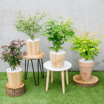 Arce Japonés - 4 Piezas - Acer Palmatum 'mix' - Altura 35-55cm - ⌀15cm_1