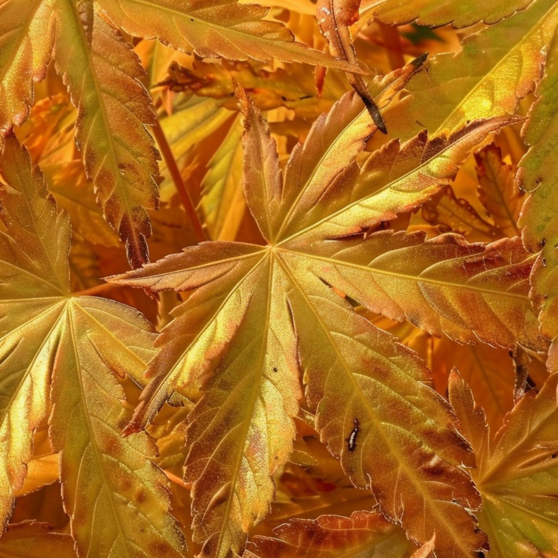 Arce Japonés - 4 Piezas - Acer Palmatum 'mix' - Altura 35-55cm - ⌀15cm_3