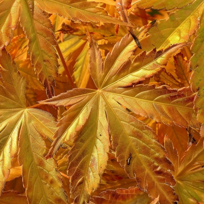 Arce Japonés - 4 Piezas - Acer Palmatum 'mix' - Altura 35-55cm - ⌀15cm_3