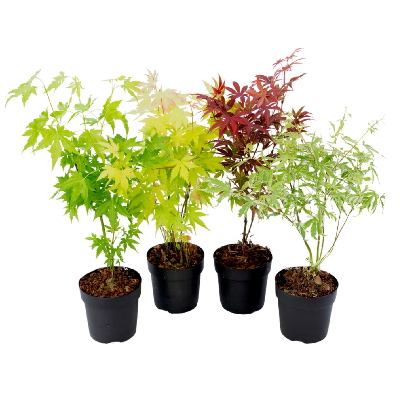 Arce Japonés - 4 Pzs - Acer Palmatum - Altura 25-40cm - ⌀105cm_0