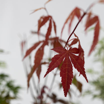 Arce Japonés - 4 Pzs - Acer Palmatum - Altura 25-40cm - ⌀105cm_3