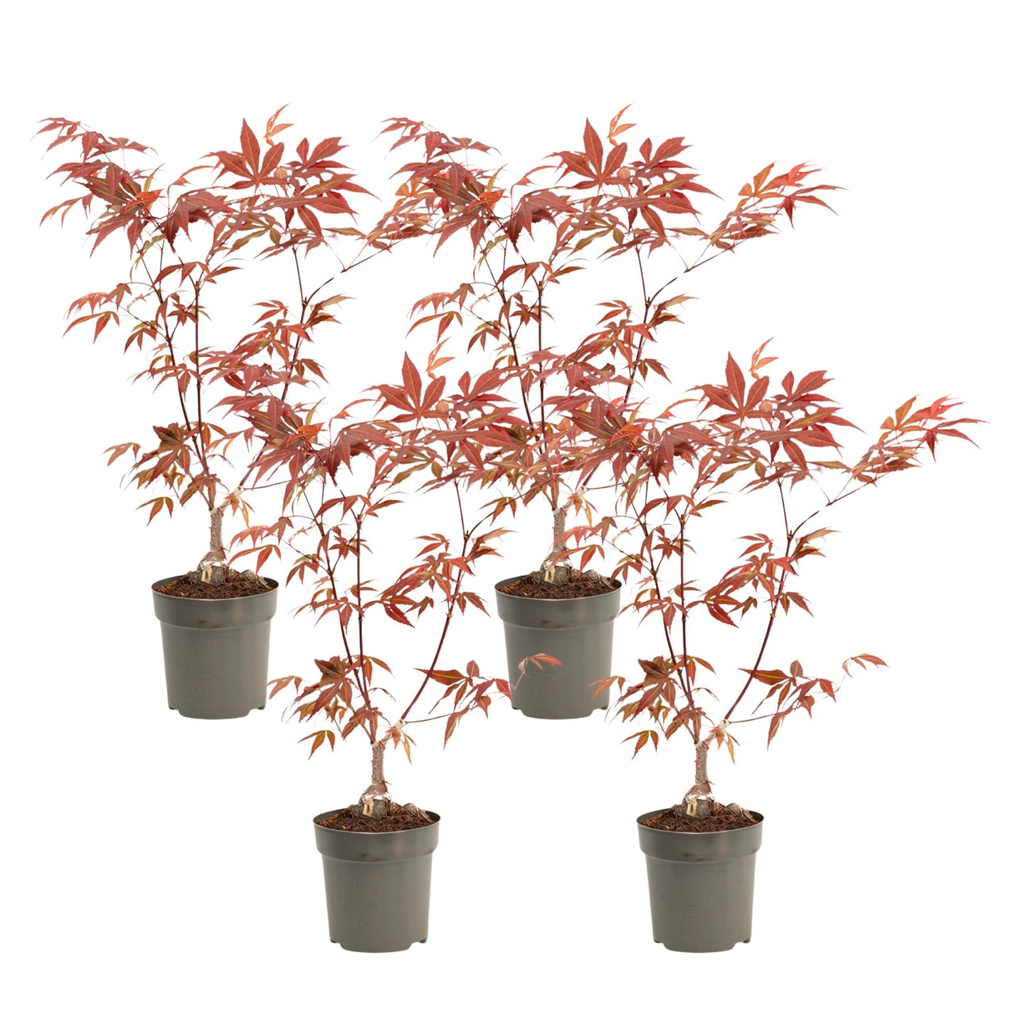 Arce Japonés - 4 Pzs - Acer Palmatum 'atropurpureum' - Altura 25-40cm - ⌀105cm_0