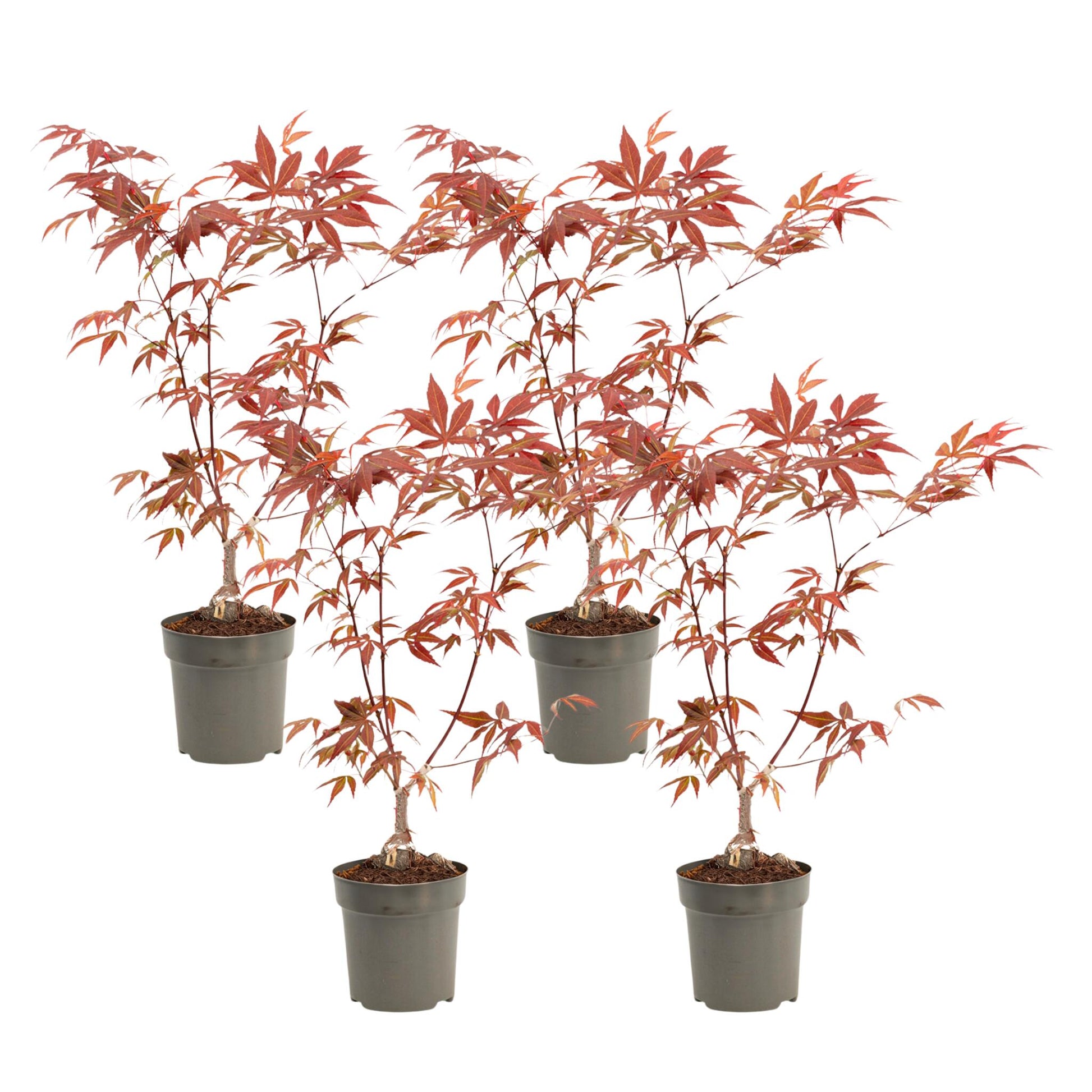 Arce Japonés - 4 Pzs - Acer Palmatum 'atropurpureum' - Altura 25-40cm - ⌀105cm_0
