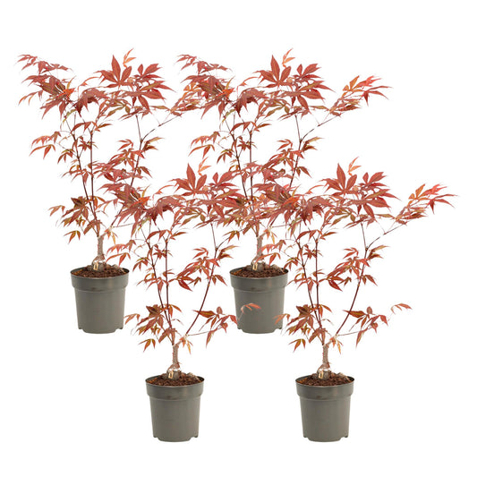 Arce Japonés - 4 Pzs - Acer Palmatum 'atropurpureum' - Altura 25-40cm - ⌀105cm_0