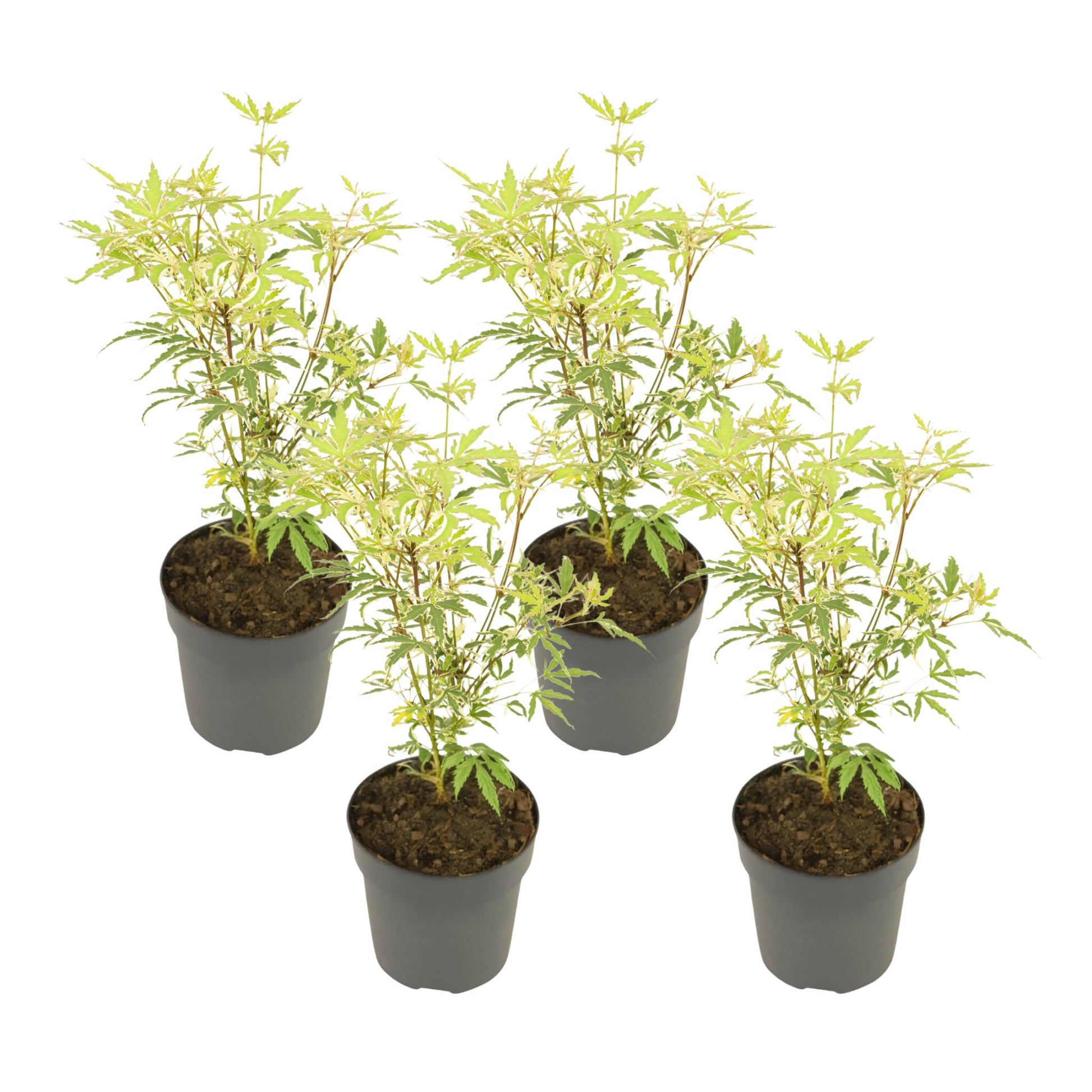 Arce Japonés - 4 Pzs - Acer Palmatum 'butterfly' - Altura 25-40cm - ⌀105cm_0