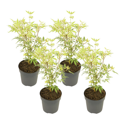 Arce Japonés - 4 Pzs - Acer Palmatum 'butterfly' - Altura 25-40cm - ⌀105cm_0